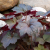 Гейхера (Heuchera) Бинош С2 СП/25