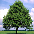 Липа мелколистная 