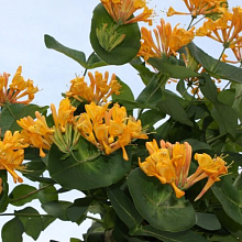 Основное изображение товара