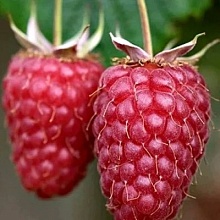 Рисунок 168.jpg