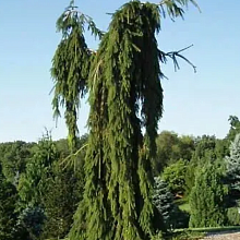 Основное изображение товара