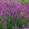 Шалфей дубравный "Аметист" на фото
