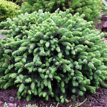 Основное изображение товара