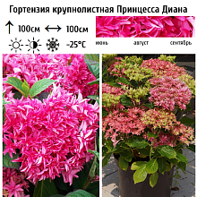 Основное изображение товара