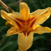 Лилейник (Hemerocallis) Бонанза С3 РЛ/25
