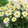 Нивяник великолепный (Leucanthemum superbum) Бродвей Лайтс С2 ГлХ/26