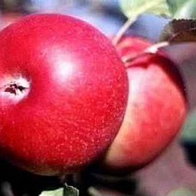 Основное изображение товара