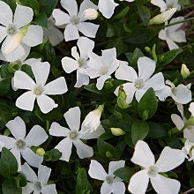 Основное изображение товара