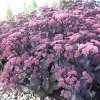 Очиток обыкновенный "Карфункельштайн" на фото