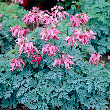 Основное изображение товара