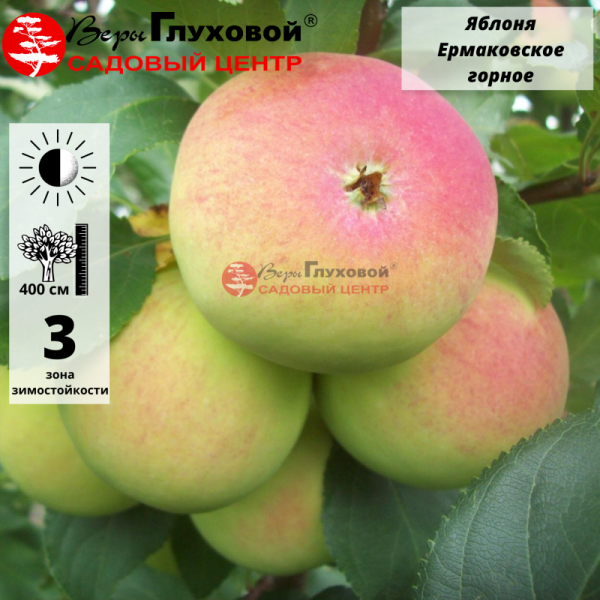 Яблоня Ермаковское горное (летний сорт)