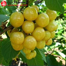 Основное изображение товара