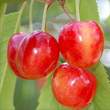 Основное изображение товара