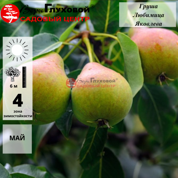 Основное изображение товара