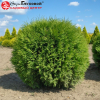 Туя западная (Thuja occidentalis) Глобоза   С3 СП/23