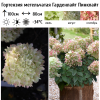Гортензия метельчатая (Hydrangea paniculata) Гарденлайт Пинклайт 2-3вет ОКС СП/25
