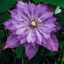 Основное изображение товара