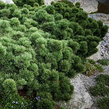 Основное изображение товара