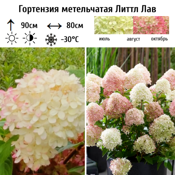 Основное изображение товара