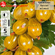 Крыжовник 