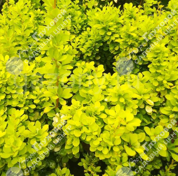 Барбарис Тунберга "Голден Хорайзон" на фото