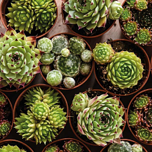 Основное изображение товара