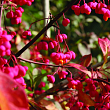 Бересклет европейский 