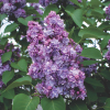 Сирень обыкновенная (Syringa vulgaris) Мишель Бюхнер    С3 СП/24