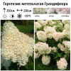 Гортензия метельчатая (Hydrangea paniculata) Грандифлора Р9 СП/25