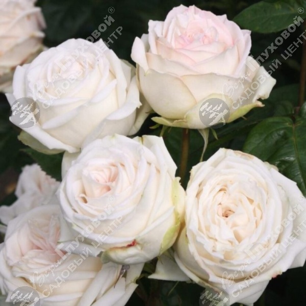 Роза чайно-гибридная "Madame Anisette" на фото