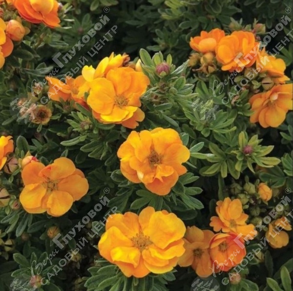 Лапчатка кустарниковая "Мармелад" на фото