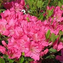 Основное изображение товара