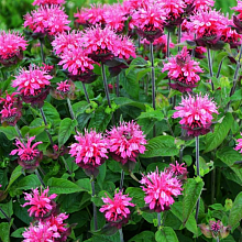 Основное изображение товара