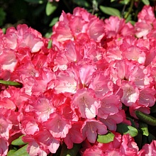 Основное изображение товара