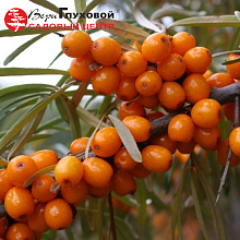 Основное изображение товара