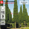Дуб черешчатый (Quercus robur) Фастигиата Костер 10/12 450-500 С60 ГВр/26