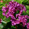 Бадан сердцелистный (Bergenia cordifolia) Ротблюм С3 СП/24