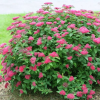 Спирея густоцветковая на фото