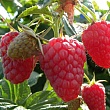 Малина 