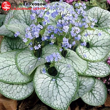 Основное изображение товара