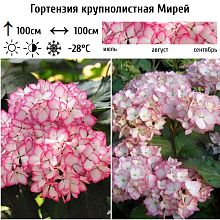 Основное изображение товара