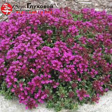 Основное изображение товара