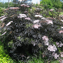 Основное изображение товара