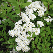 Основное изображение товара