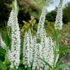 Вероника колосковая (Veronica spicata) Альба С3 ГлХ/26