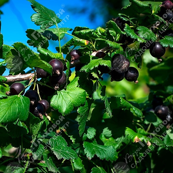 Йошта на фото