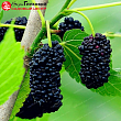 Шелковица черная