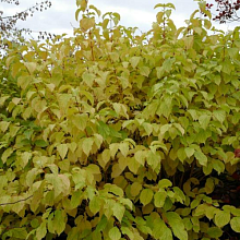 Основное изображение товара