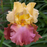 Ирис high chaparral